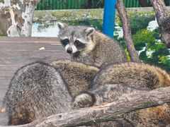 -西霞口神雕山野生动物世界
