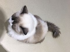 -藏猫猫咖啡主题馆(中央大道店)