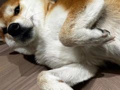 -探花·意境江南菜·唐伯虎文化体验店·松鼠桂鱼(观前店)