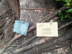 -九龙公园