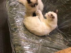 -猫色咖啡·猫咖