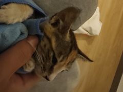 -御宝贝·A梦猫科宠物医院(国际猫友好医院)