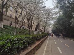 -武汉大学-樱园