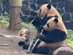 -都江堰中华大熊猫苑