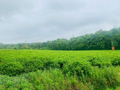 -宜兴龙背山森林公园