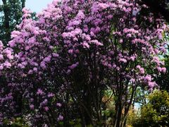-梧桐山风景名胜区