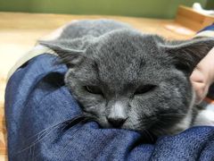 -猫亿天猫咖