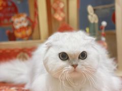 -佐罗家宠物馆·猫文化馆(紫霞路店)