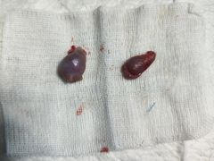 -爱诺耐芙动物医院(万博店)