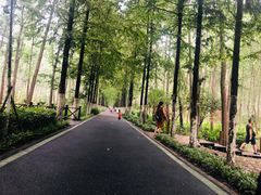 -合肥滨湖国家森林公园