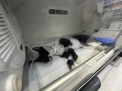 -中农国际动物医院24小时·猫科·骨科·急重症中心