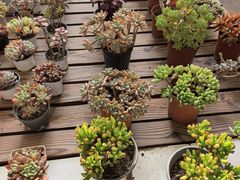 -金陵花卉交易市场