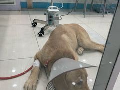 -乖乖乐动物医院(小汤山分院)