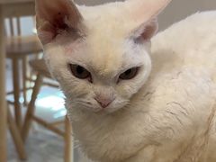 -楼上猫咖(罗湖店)