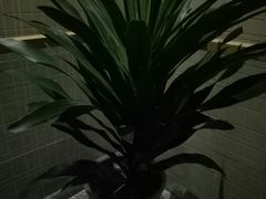 -卡拉卡拉漫温泉汗蒸