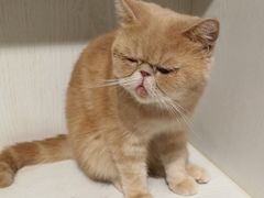 -猫小院猫主题餐厅(三里屯店)
