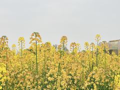 -中国天府农业博览园