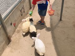 -前小桔亲子创意农场·草莓采摘·露营烧烤