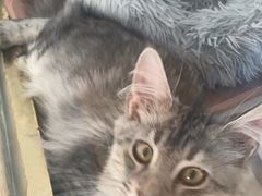 -糯米喵星人总部直营旗舰店·猫舍·幼猫出售