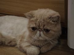 -滚猫咖啡·猫咖·猫友好撸猫(未来城店)