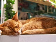 -猫小院猫主题咖啡厅(北锣店)