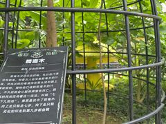 -正佳雨林生态植物园