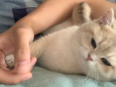 -东方名猫馆·英短金渐层布偶猫舍(环线广场1号楼店)