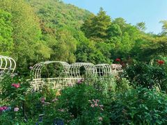 -深圳仙湖植物园-停车场