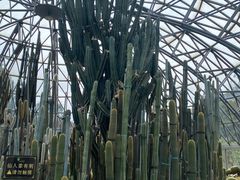 -深圳仙湖植物园