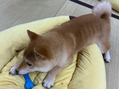 -逗柴咖啡屋·狗咖猫咖宠物桌游