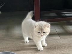 -猫十亿·布偶金渐层·曼基康矮脚猫舍(青年路店)