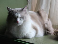 -猫猫幼稚园·撸猫·桌游·电玩