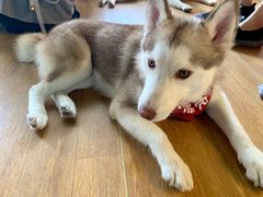 -Husky Go! 哈士奇体验馆·宠物咖啡厅狗咖