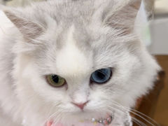 -共舞时光猫咖·狗咖(新街口店)