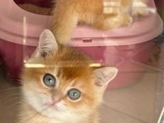 -糯米喵星人总部直营旗舰店·猫舍·幼猫出售