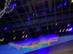 -贝林大翅鲸简餐厅(国家海洋博物馆店)