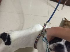 -荔康动物医院(康王北路店)