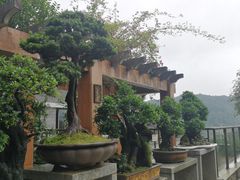 -老幺泉水鸡