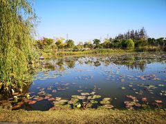 -上海长兴岛郊野公园