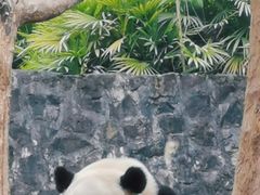 -都江堰中华大熊猫苑