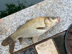 -酷鱼垂钓CLUB(朝阳区博大路店 )