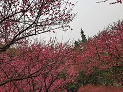 -重庆彩云湖湿地公园