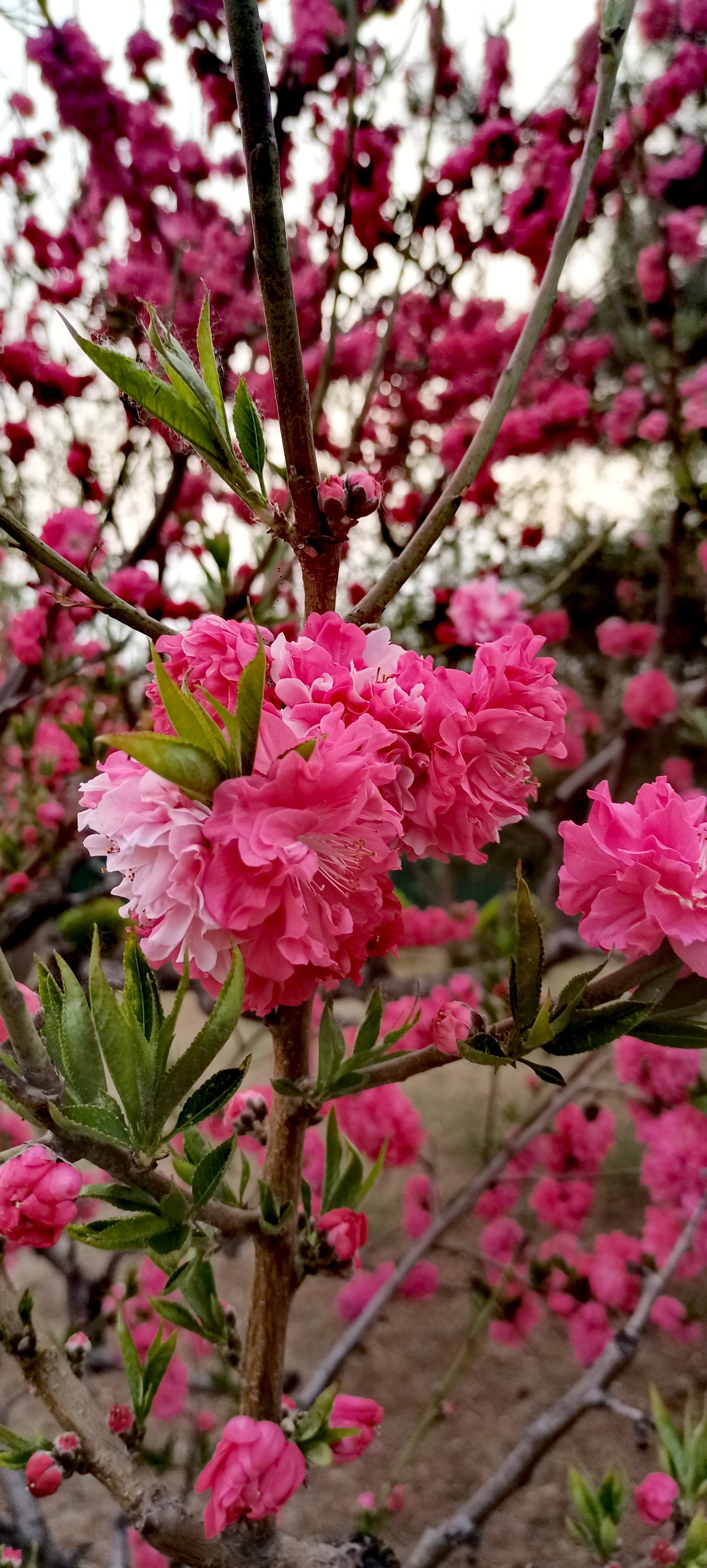 桃花,真是大自然的一抹亮丽色彩.