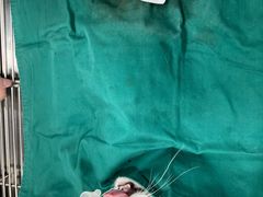 -荔康动物医院(康王北路店)