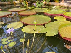 -国家植物园南园