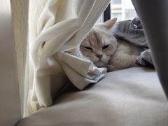 -关爱宠物医院·猫科中心·消化科(滨湖万达分院)