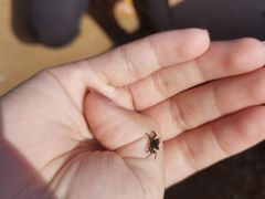-东山码头