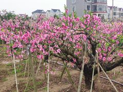 -南汇桃花村