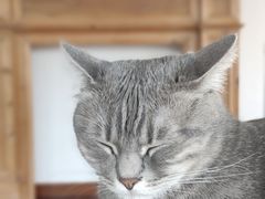 -Catmate·猫肥家润(金润铂宫店)