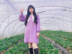 -喜杨洋草莓采摘园